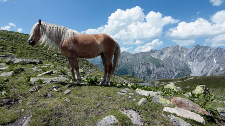 بالصور..الخيول تتماهى مع الطبيعة في المروج السويسرية