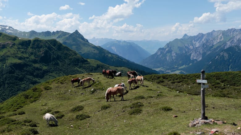 بالصور..الخيول تتماهى مع الطبيعة في المروج السويسرية