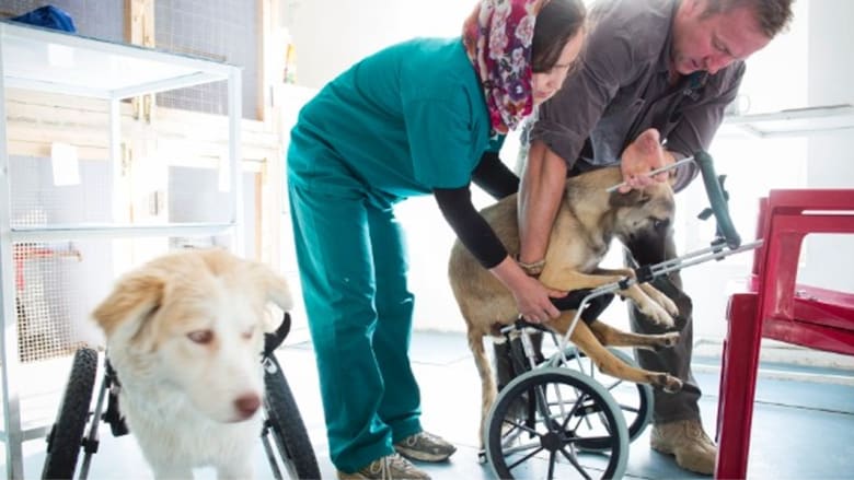 CNN تختار مؤسس منظمة تجمع الكلاب بالمحاربين "بطل" خدمة المجتمع لعام 2014