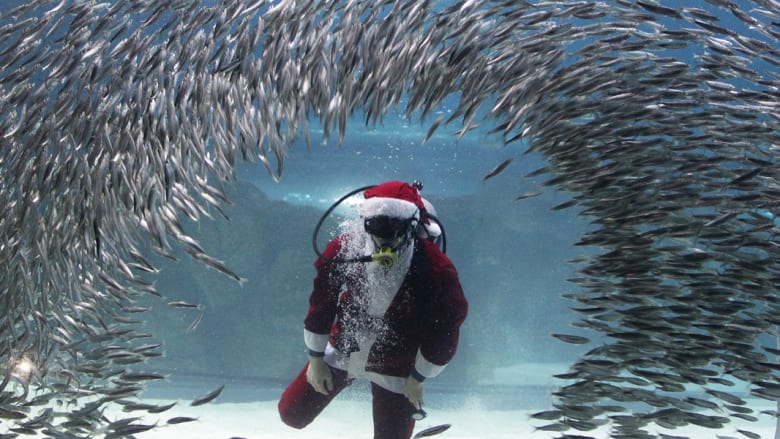 سباح يرتدي زي "بابا نويل" يسبح مع مجموعات من سمك السردين 