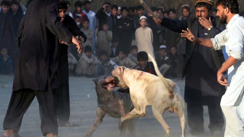 صراع بين كلبين على مشارف مدينة جلال آباد الأفغانية