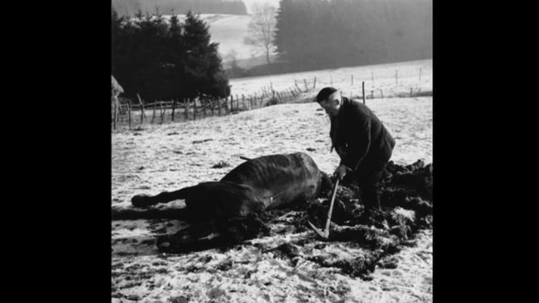 مزارع يدفن حصانه الذي قتل أثناء المعارك العنيفة 