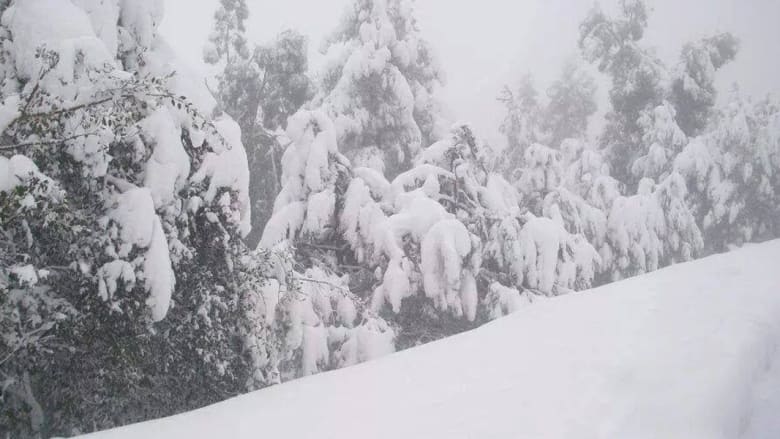 بالصور.. الثلوج تحوّل براري غرب تونس وشرق الجزائر إلى رداء أبيض