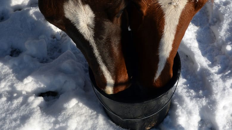 عندما تقلد الخيول "بيكاسو" وترسم بحوافرها على الثلوج