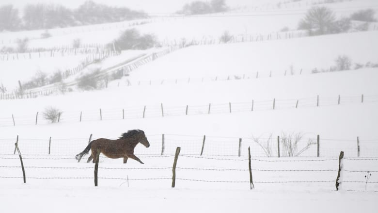 عندما تقلد الخيول "بيكاسو" وترسم بحوافرها على الثلوج