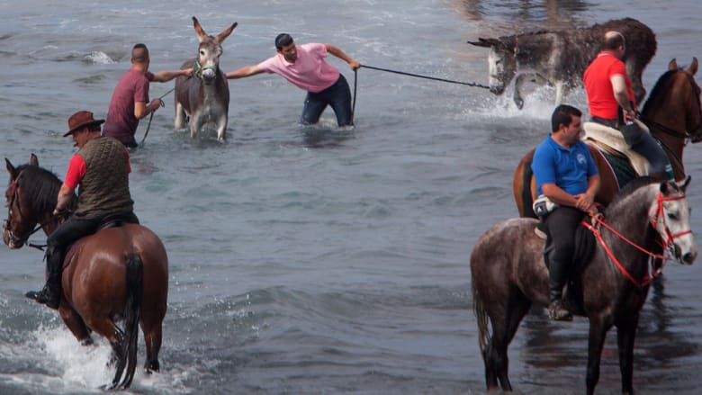 بالصور..الخيول تسبح في جزر الكناري للحماية من الآفات والأمراض