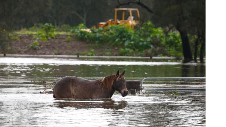 ورطة الخيول بالقرب من دونغونغ، أستراليا 22 أبريل/ نيسان 2015
