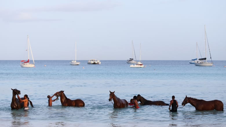 بالصور..وللخيول قسط من الشمس والبحر في الكاريبي