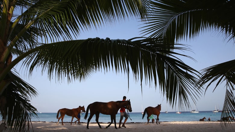 بالصور..وللخيول قسط من الشمس والبحر في الكاريبي