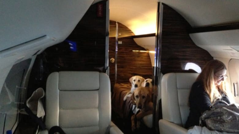 رفاهية مطلقة للحيوانات الأليفة على متن الطائرات