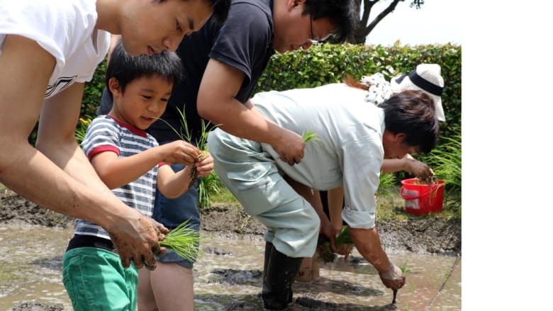 بالصور.. تقليد ياباني يتوارثه الصغار عن الكبار.. زراعة الأرز في الحدائق
