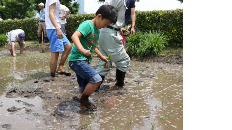 بالصور.. تقليد ياباني يتوارثه الصغار عن الكبار.. زراعة الأرز في الحدائق