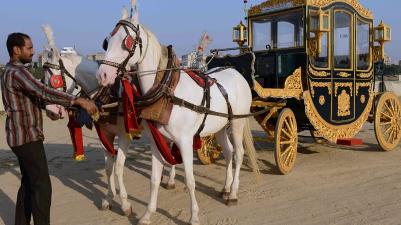 الخيول في الهند..من العمل في البناء إلى الرقص في المهرجانات وحفلات الزفاف
