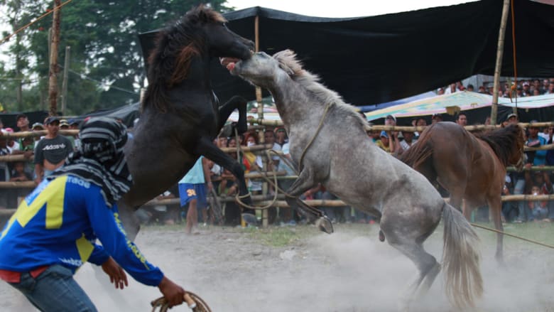 الخيول تتنافس أيضاَ في موسم التزاوج إلى حد الموت..في الفلبين