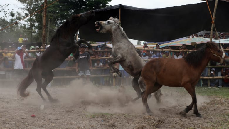 الخيول تتنافس أيضاَ في موسم التزاوج إلى حد الموت..في الفلبين