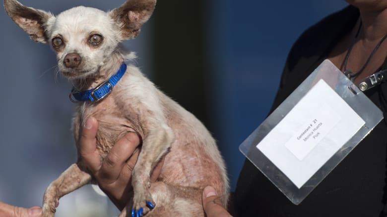 بالصور.. شاهد المشاركين بمسابقة العالم لأبشع كلب في العالم