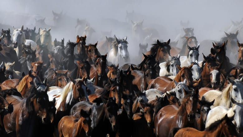 للخيول قيمة كبيرة في قدسية الاحتفالات باسبانيا