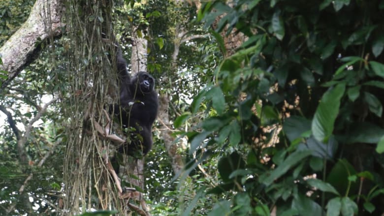 شاهد روائع الحياة البرية المختبئة في غابات أفريقيا 