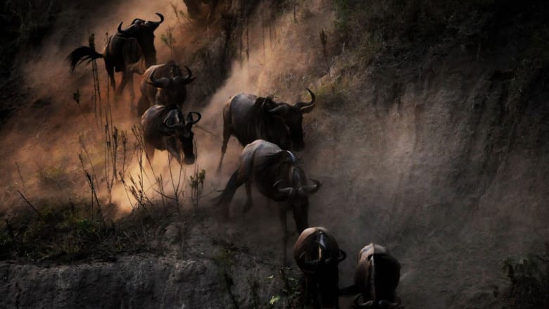 شاهد روائع الحياة البرية المختبئة في غابات أفريقيا 