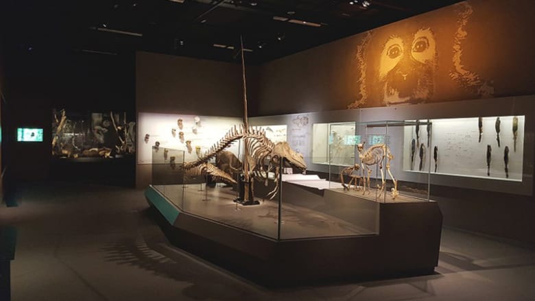 لمحة داخل متحف سنغافورة المذهل للتاريخ الطبيعي