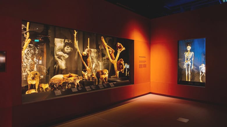 لمحة داخل متحف سنغافورة المذهل للتاريخ الطبيعي
