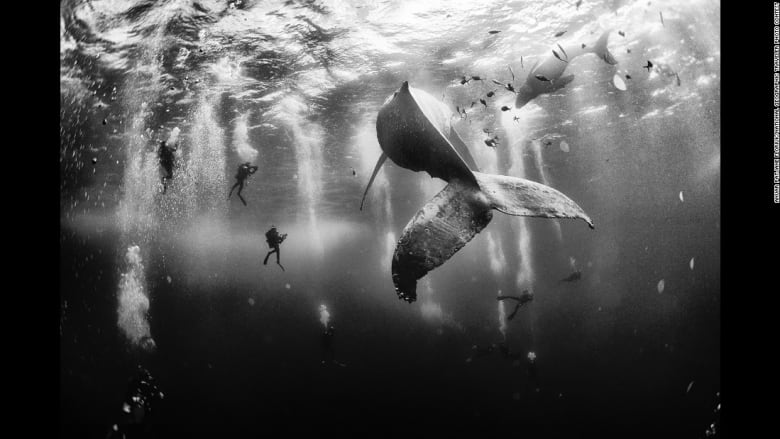الجائزة الكبرى: "همس الحيتان" لأنور باتجين فلوريوك
