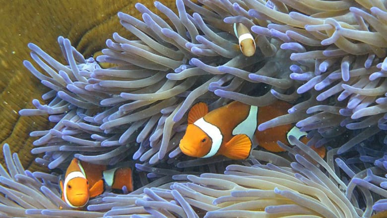 شعب "جريت باريير" المرجانية، أستراليا