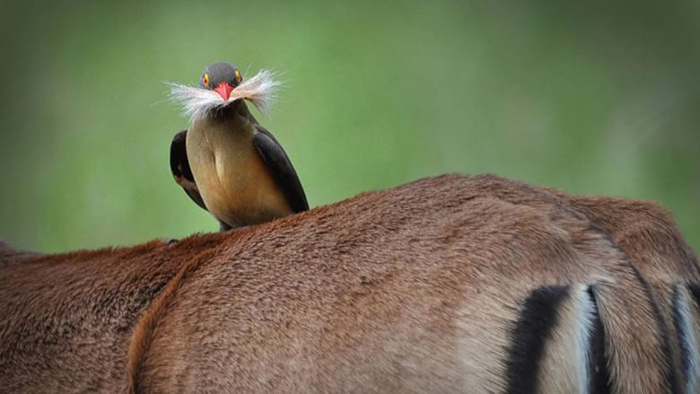 هذه الصور..تثبت حس الفكاهة القوي للحيوانات البرية