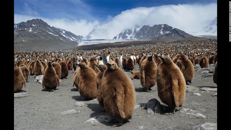 لقطات بعدسة مصور عالمي توثق جمال القارة القطبية المتجمدة الأنتارتيكا