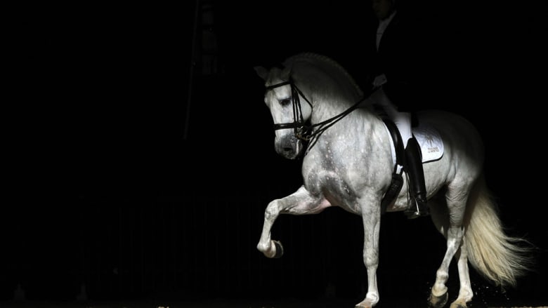 لقطات من  مهرجان الخيول الدولي "SICAB" في أسبانيا