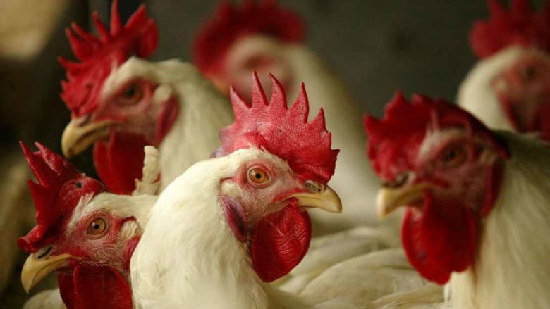 انضمت إلى المغرب والكويت.. تونس تمنع استيراد الدجاج الفرنسي بسبب "أنفلونزا الطيور"