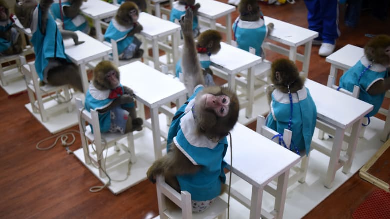 قرد يرفع يده في الصف بمدرسة لتدريب القرود في الصين