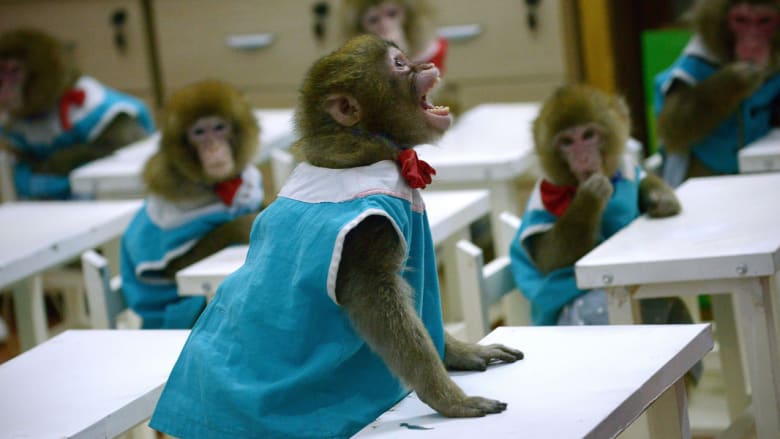قرد يصرخ على مدرب في مدرسة لتدريب القرود في حديقة للحيوانات بالصين
