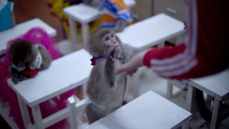 قرد يلمس يد المدرب في مدرسة لتدريب القرود في حديقة حيوانات بالصين