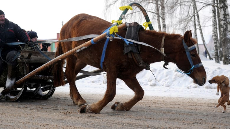 كيف تراقص الكلاب والأحصنة بعضها في روسيا البيضاء؟
