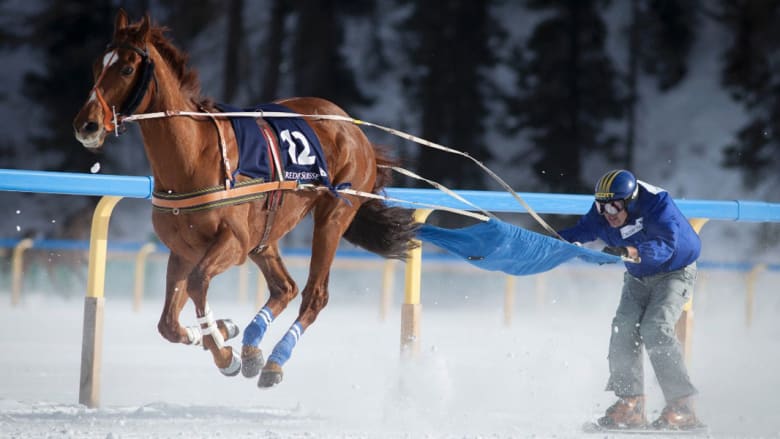 سباقات "العشب الأبيض".. حيث تتزين الأحصنة بحبيبات الثلج الكريستالية