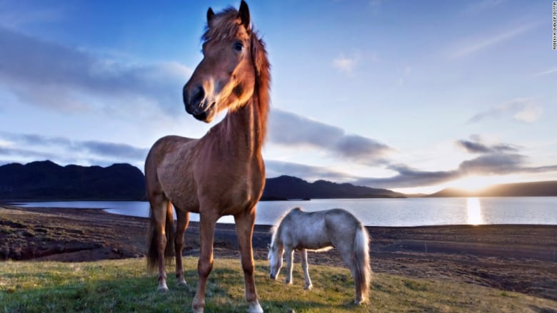 تعرّف إلى خيول أيسلندا... لمقاتلي الفايكنغ الأصليين 