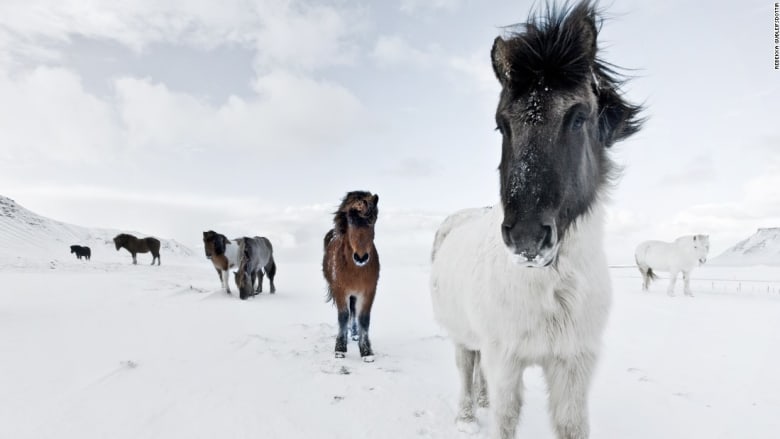 تعرّف إلى خيول أيسلندا... لمقاتلي الفايكنغ الأصليين 
