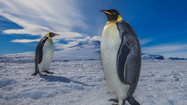 من أنتاركتيكا إلى أفريقيا..ماذا تقول لطيور البطريق في يومها العالمي؟ 