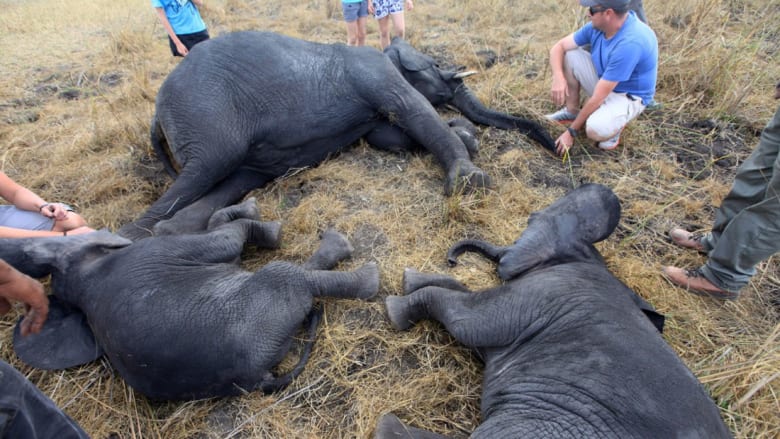 مالاوي تعيد توطين 500 فيل أفريقي لحمايتها من الانقراض