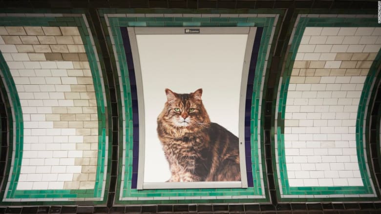 من دفع 26 ألف دولار لوضع صور قطط في محطة بلندن؟
