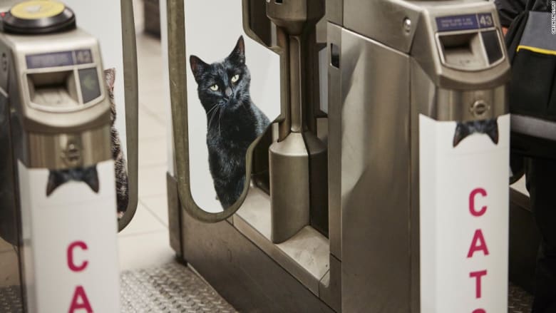 من دفع 26 ألف دولار لوضع صور قطط في محطة بلندن؟