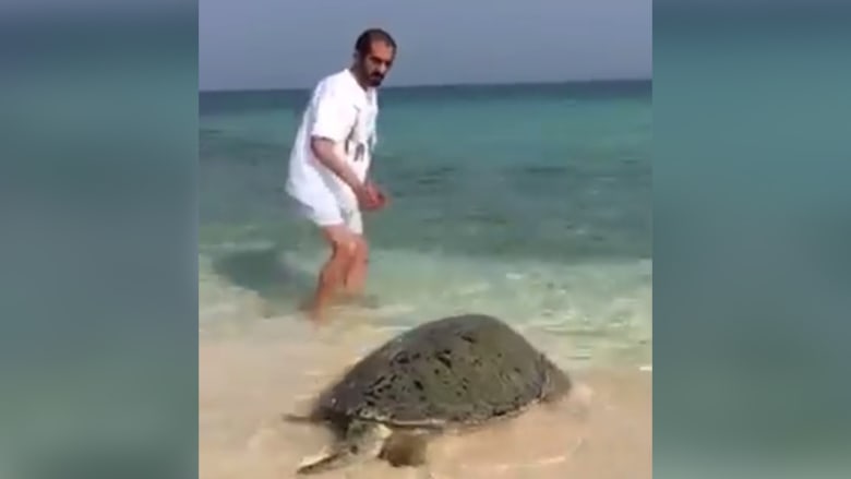 الأميرة هيا بنت الحسين تنشر فيديو لحاكم دبي ينقذ سلحفاة على الشواطئ الإماراتية