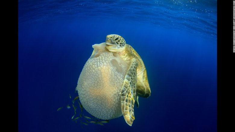 عالم البحار كما لم تره من قبل... أفضل الصور الفوتوغرافية تحت الماء للعام 2016 