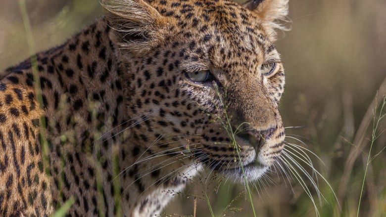 8 نصائح لرحلة البرية الأكثر مثالية في أقدم وأكبر حديقة في أفريقيا