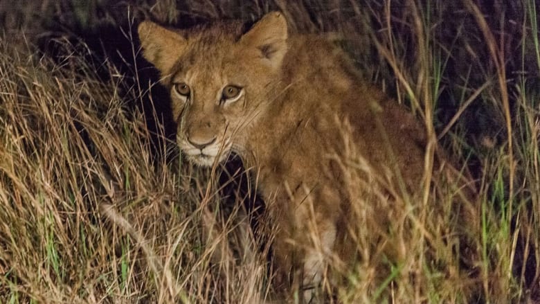8 نصائح لرحلة البرية الأكثر مثالية في أقدم وأكبر حديقة في أفريقيا