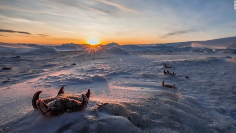 كيف يعيش سكان القطب الجنوبي المتجمد؟ 