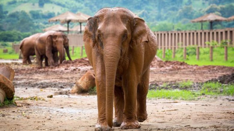 تعشق الفيلة؟ رافقها عن قرب في هذا المنتزه التايلاندي