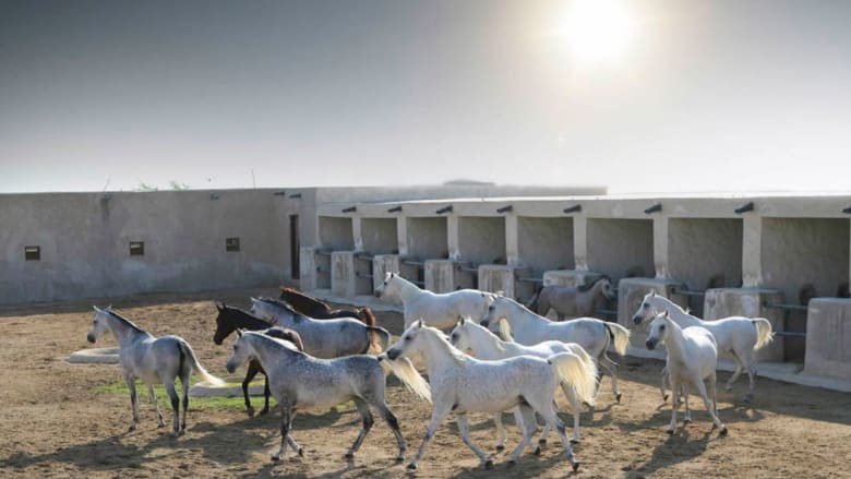 منتجع خمس نجوم للأحصنة في قطر!