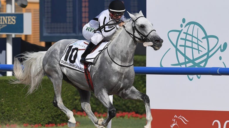 بث مباشر لكأس دبي العالمي للخيول.. السباق الأغنى في العالم